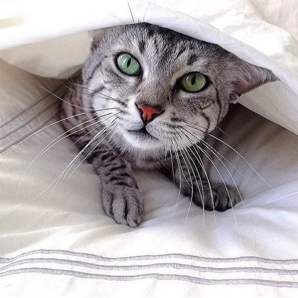 #cats #tria #kimisoo