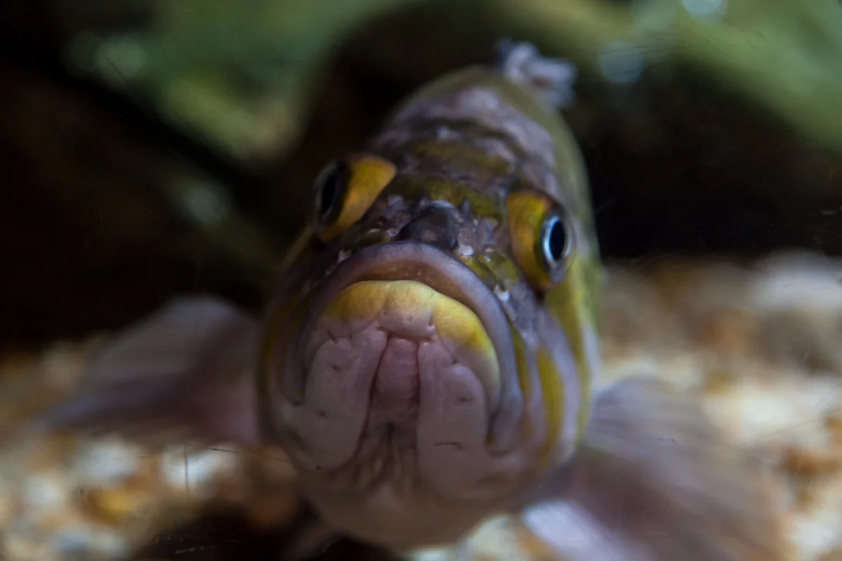 grumpy fish.jpg