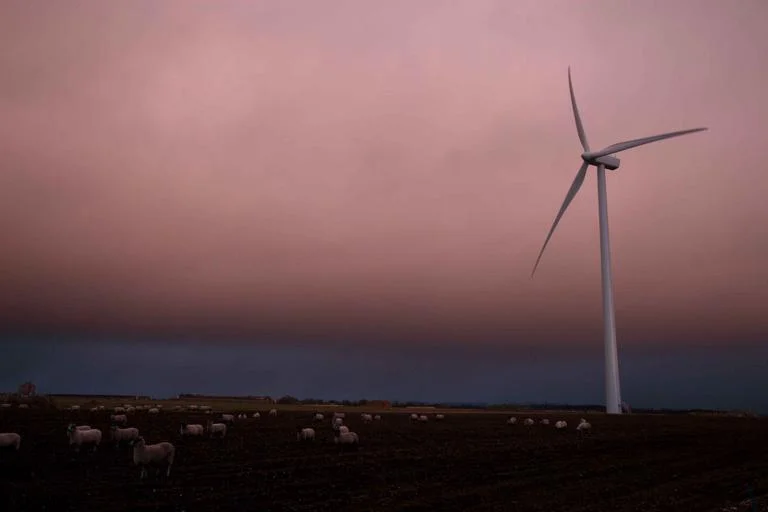 turbine_sheep.jpg