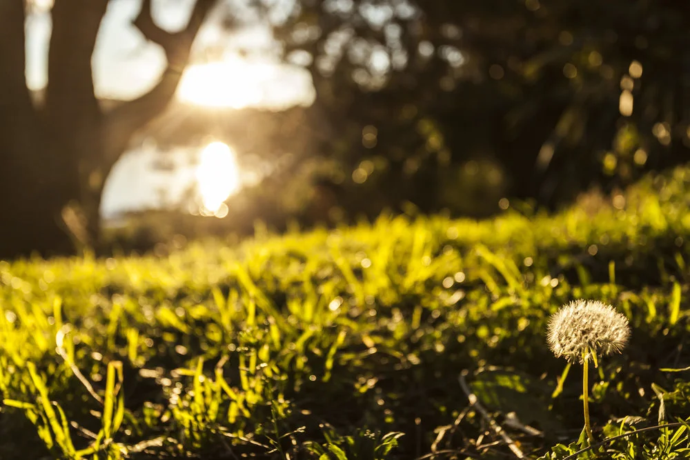 correa-dandelion.jpg