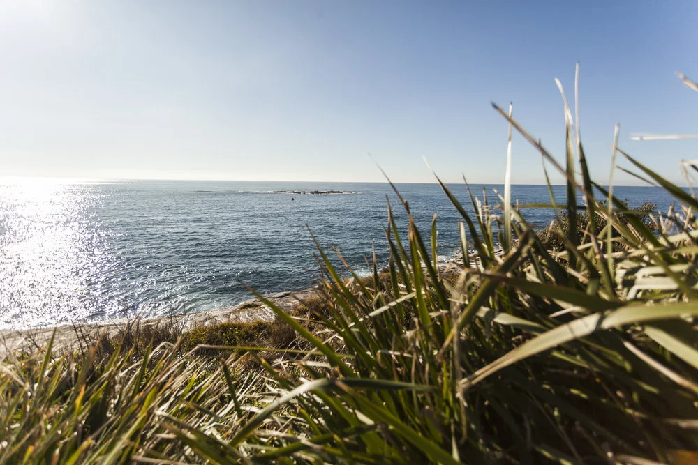 correa-grass.jpg