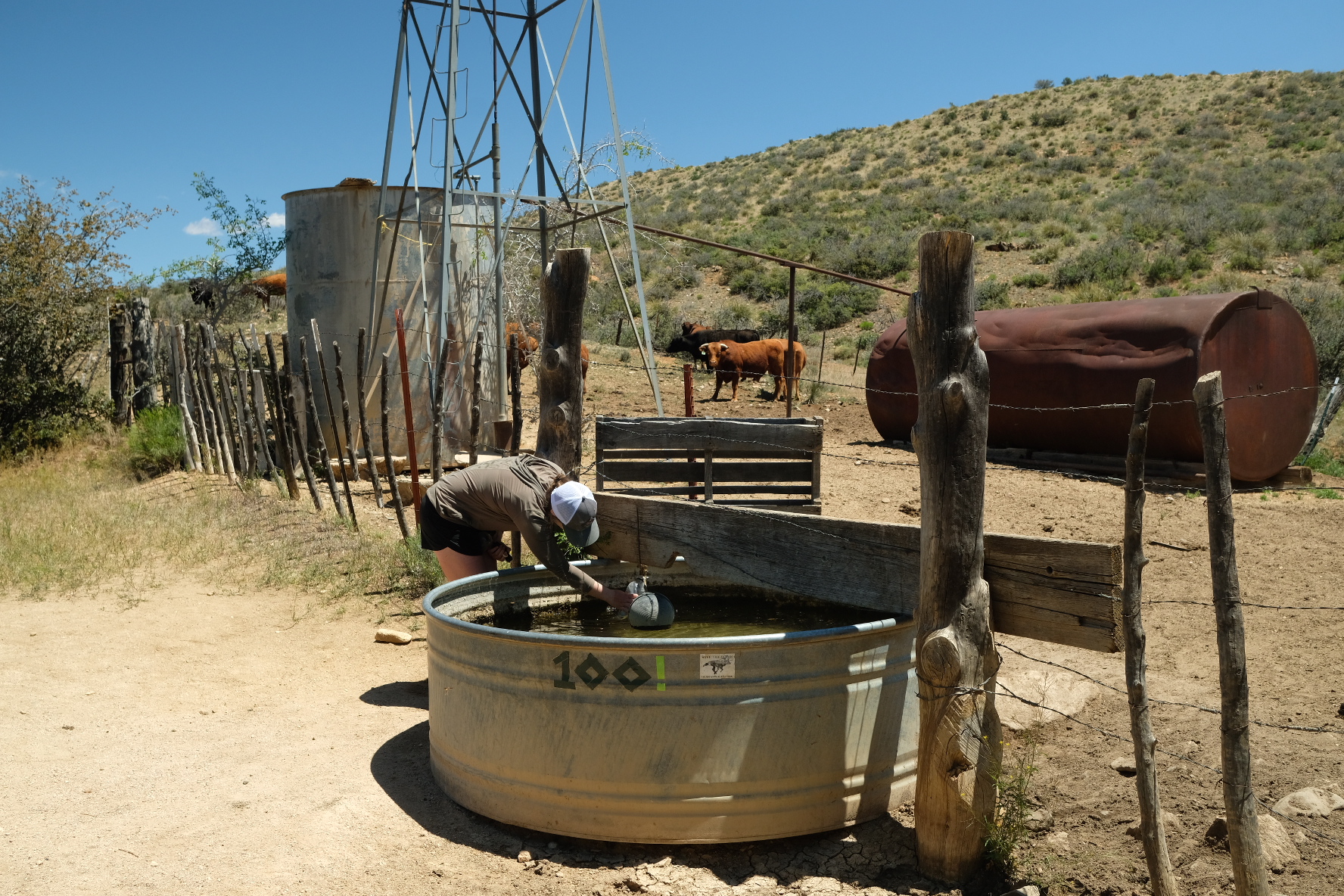 Sharing water with the cows :)