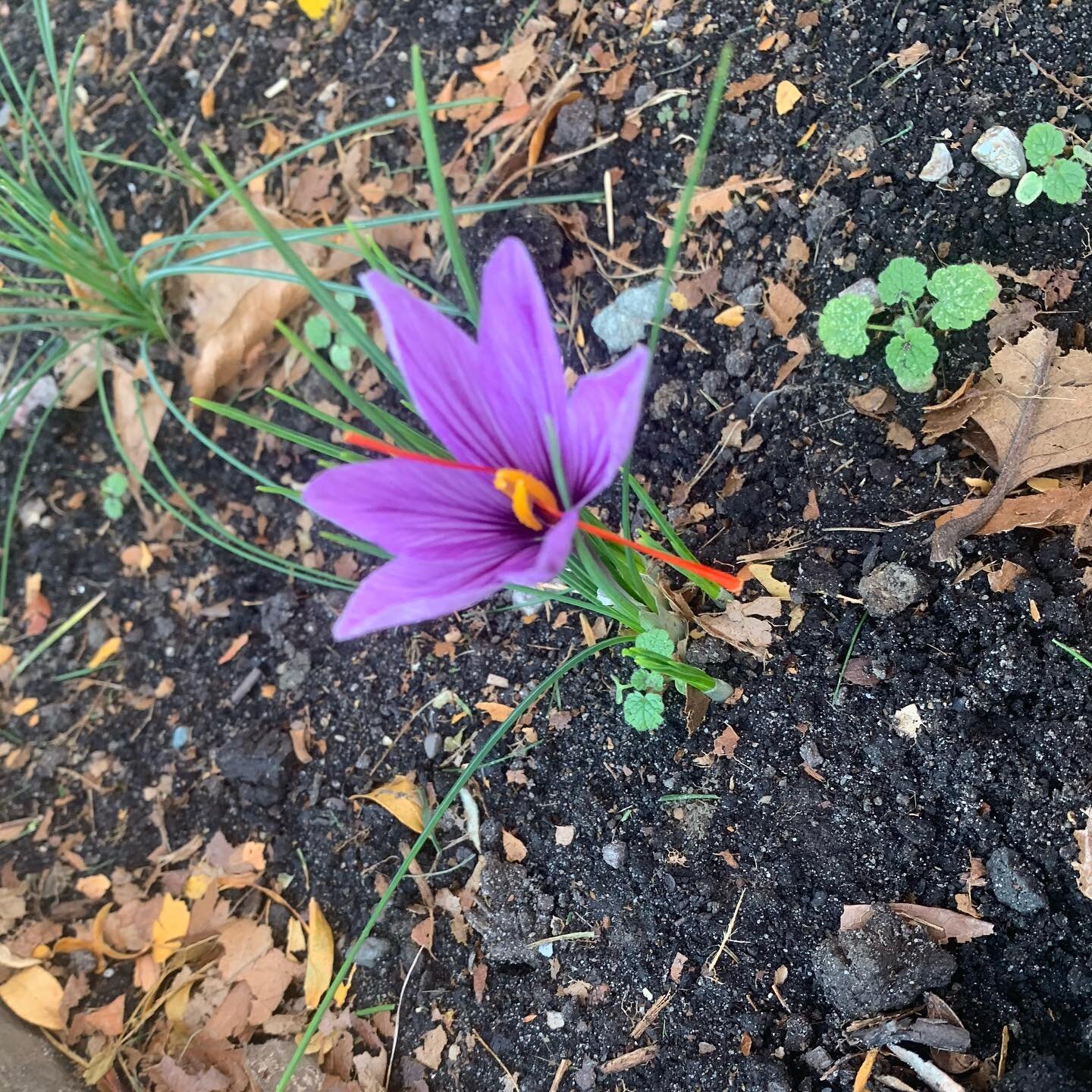 My first ever saffron crocus. So beautiful when everything else is dying back. Now for some tweezers...