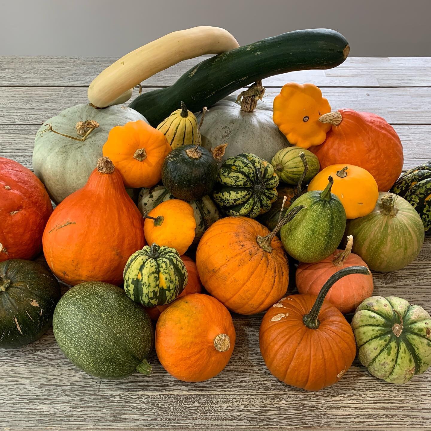 Final winter squash haul 2020 minus 6 delicata squash that we&rsquo;ve already eaten. 35 for us and at least that many to the very uninvited squirrels!