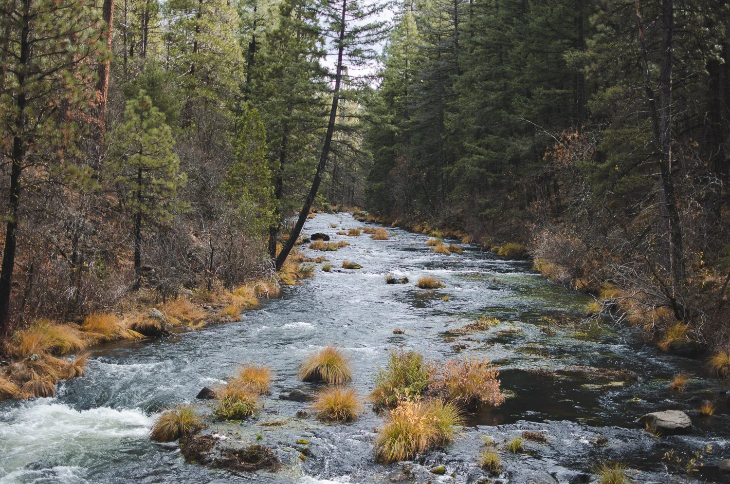 20171110 Burney Shasta Whiskeytown-319.jpg