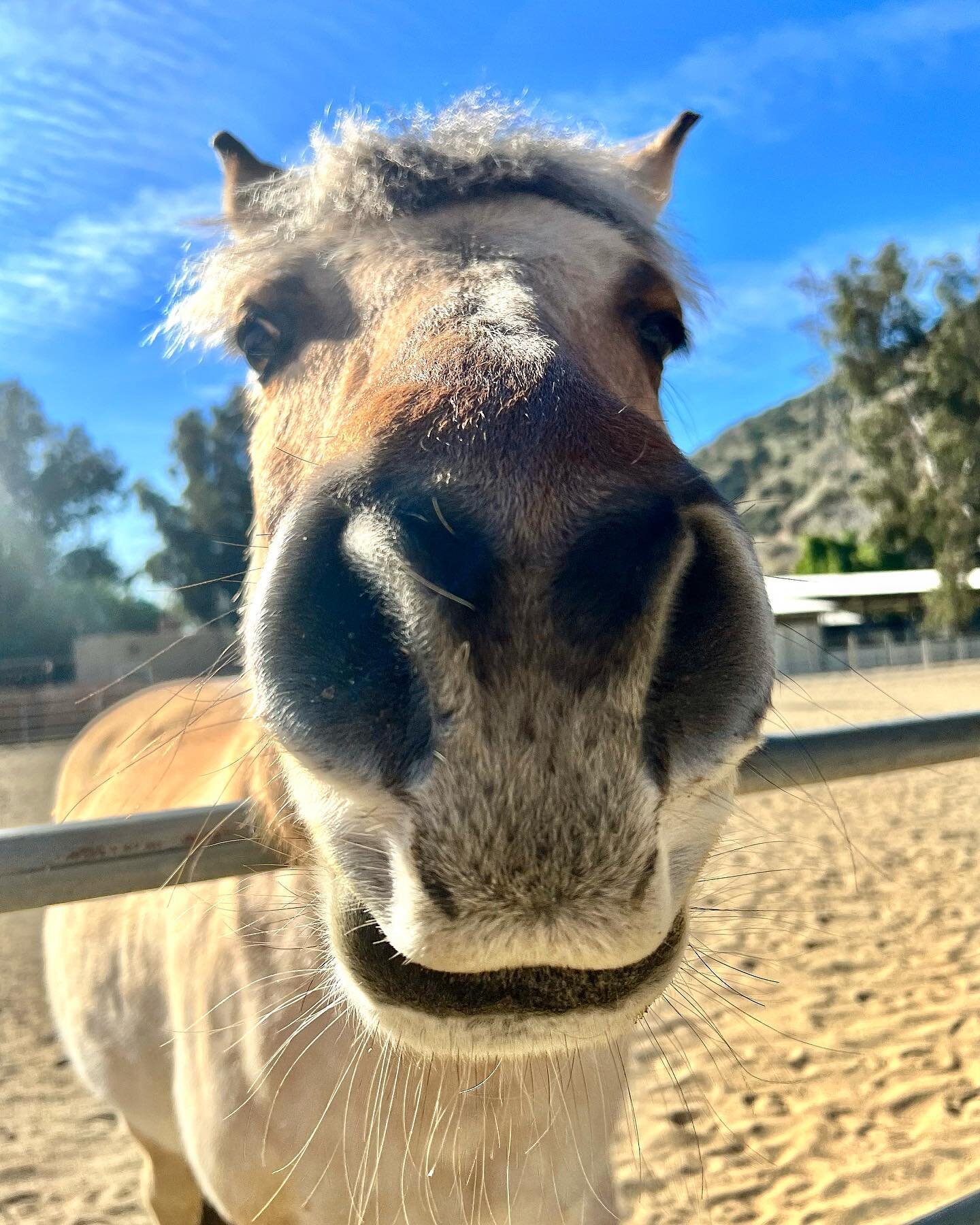 Horses are just big dogs 🤪 This amazing gal made my morning today. #lariver #lariverbikepath