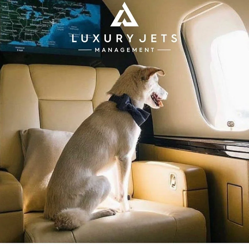 Pets are always welcome on our Flight&rsquo;s 🐶🛩 #luxurylifestyle #privatejet #luxurytravel #doglife #luxuryjetsmanagement