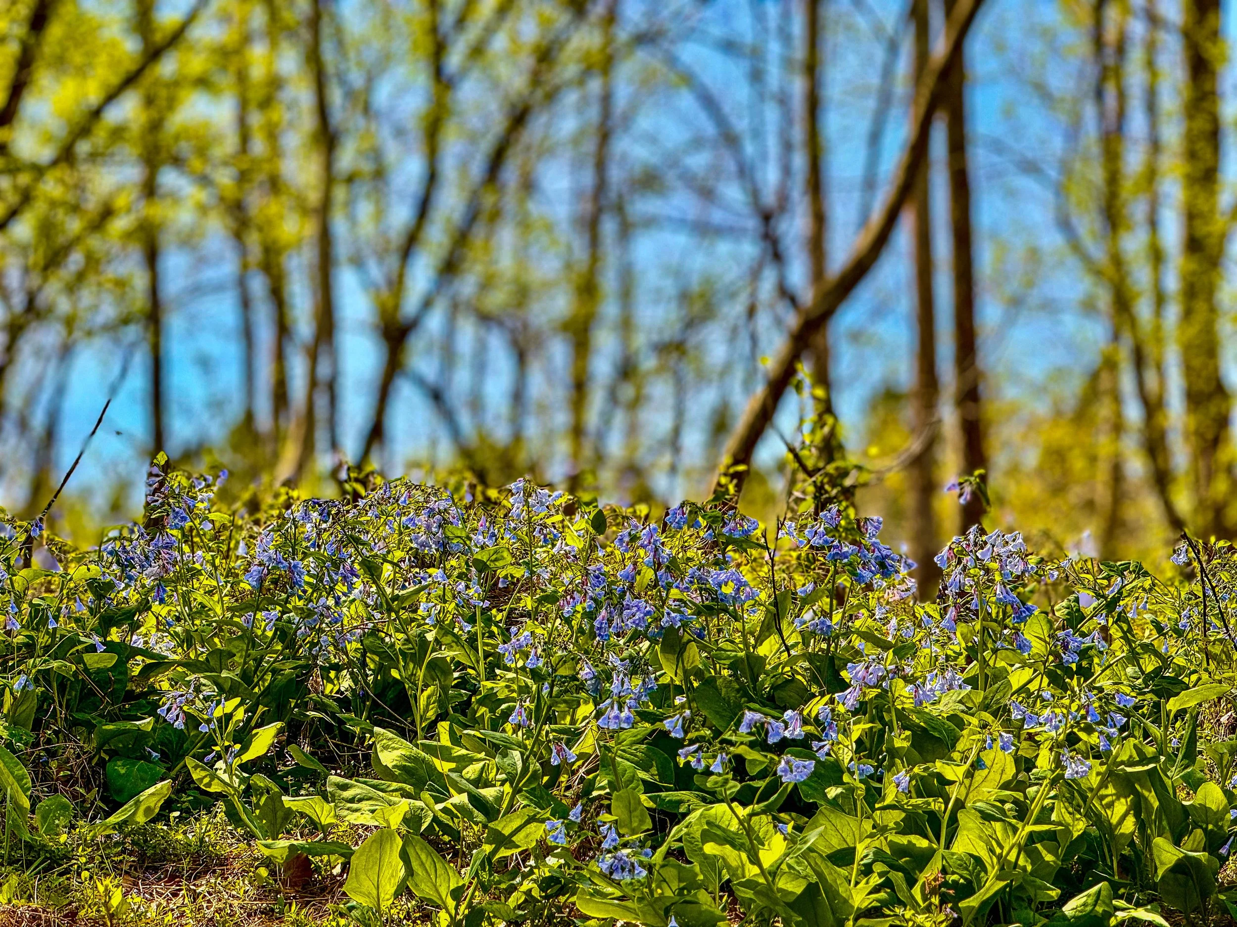 Movement Truth vs. Postural Idols