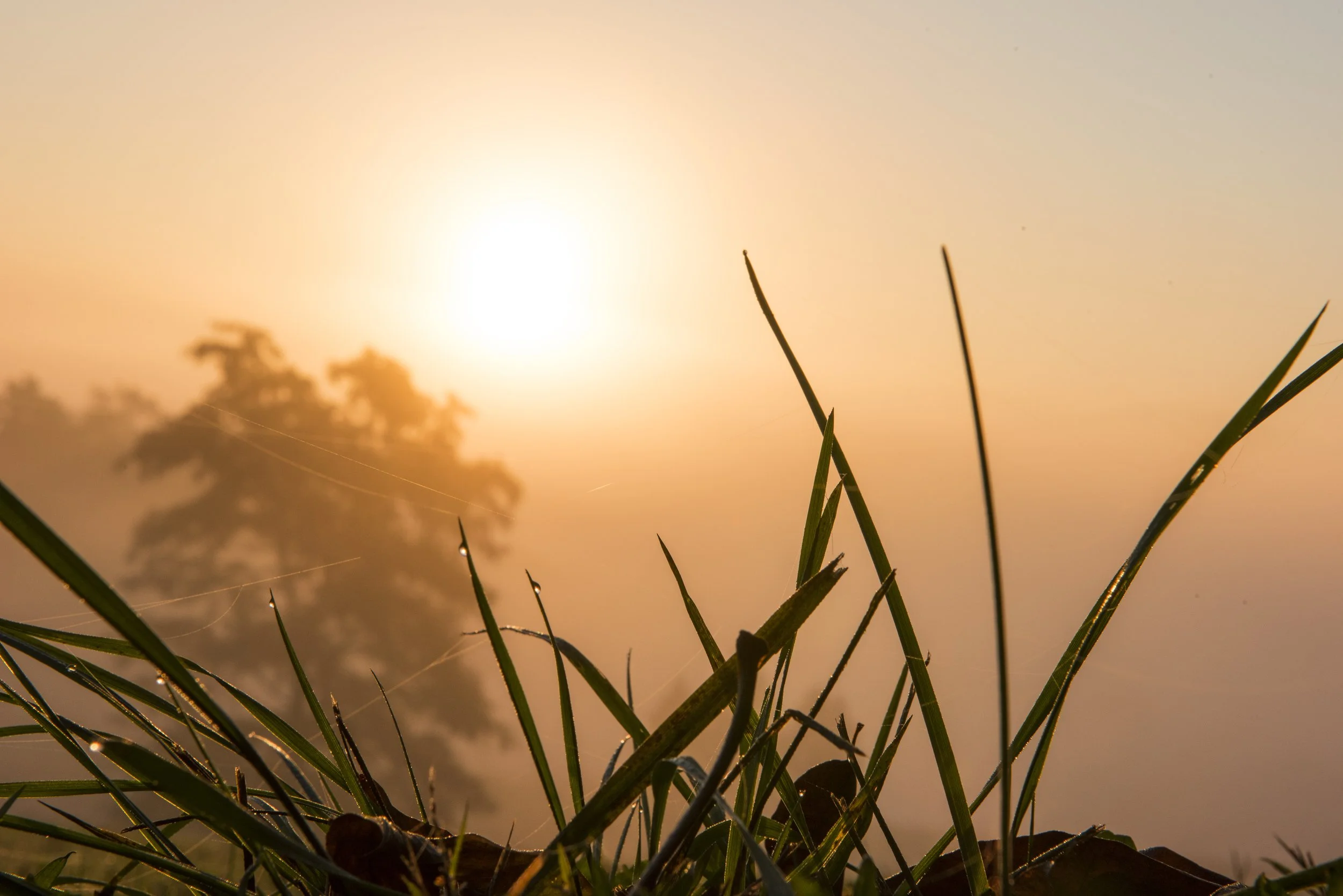 Choosing What We Meet First