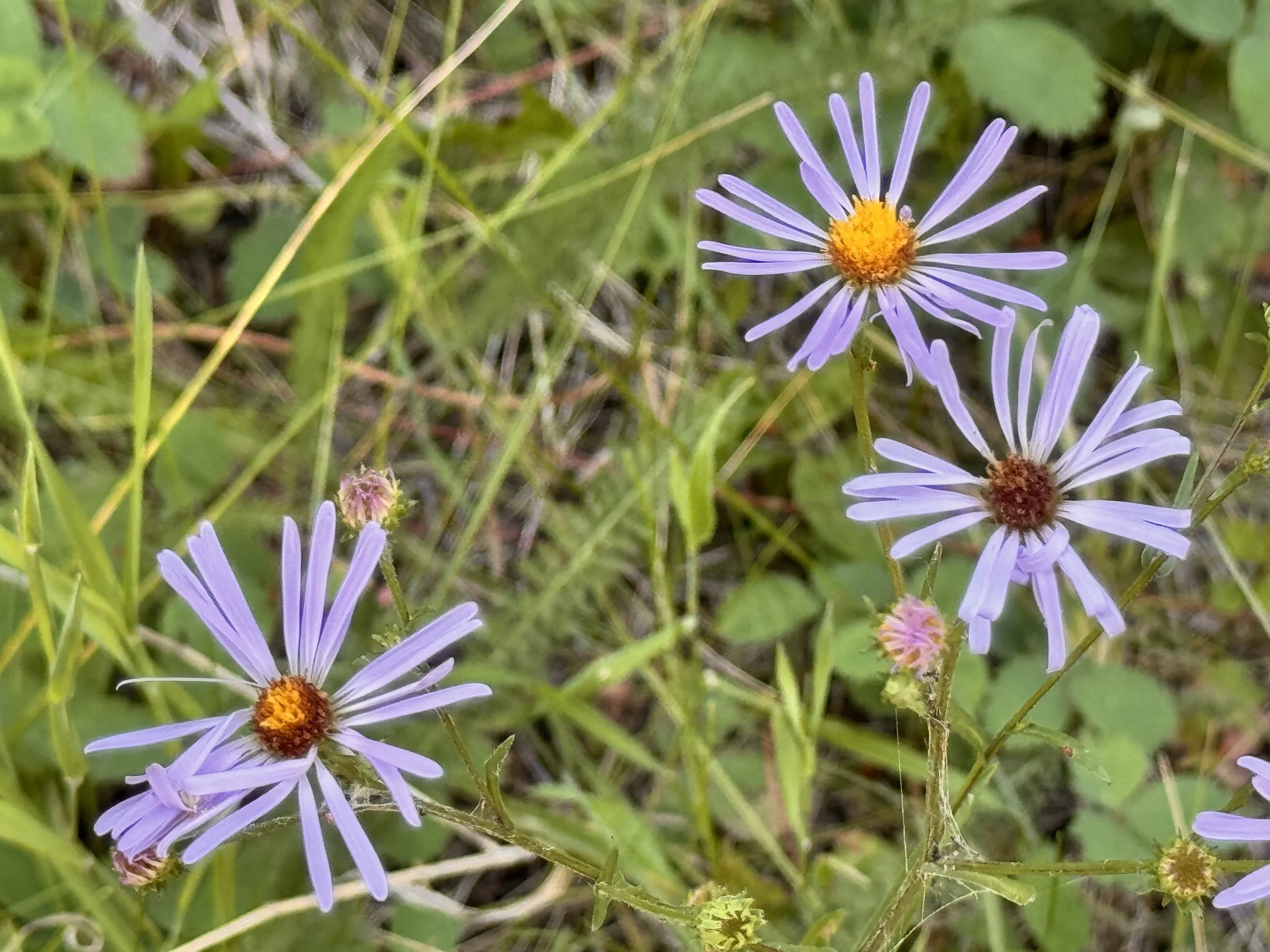 The Pedestal Problem: Are We Binding or Freeing?