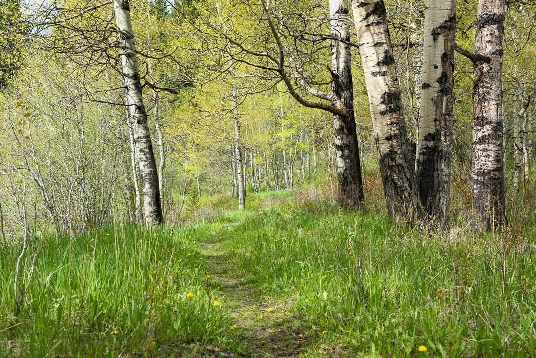 Embarrassingly Straightforward