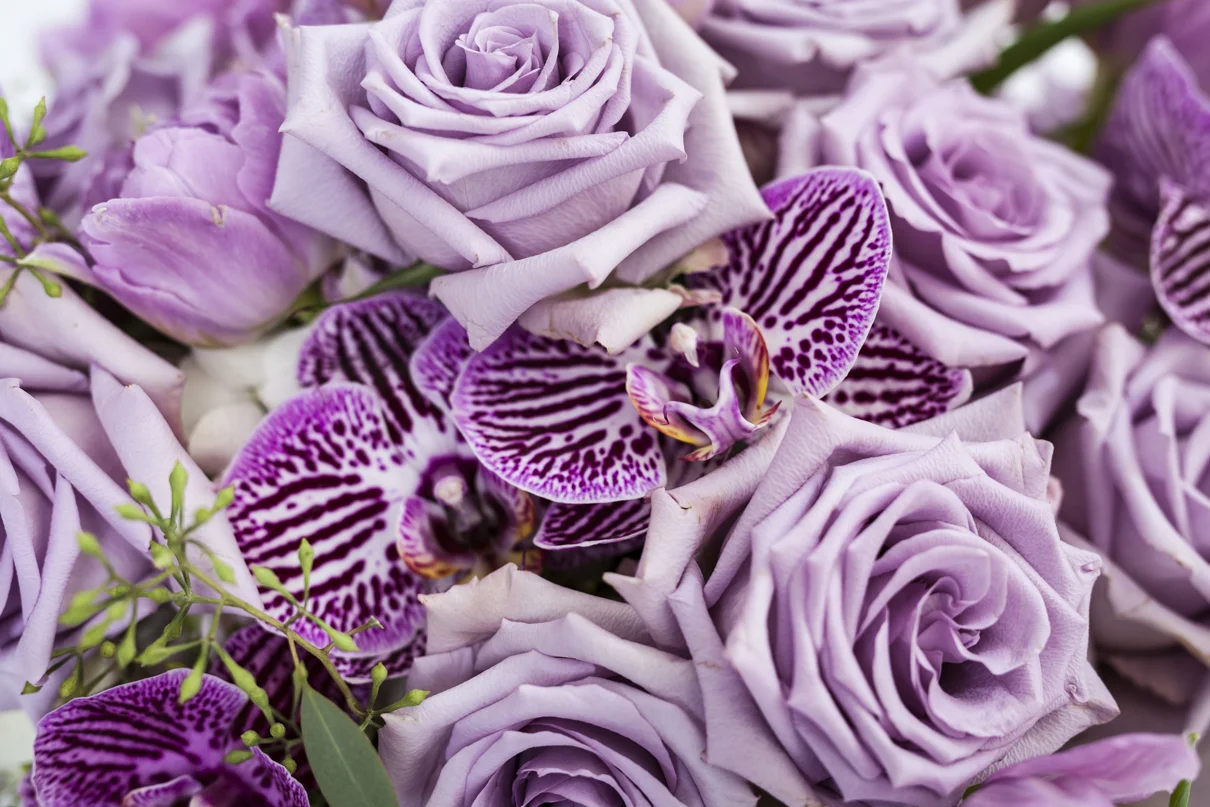 Lavender close up.jpg