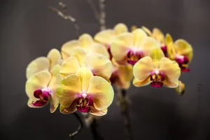 Flowers%2Bby%2BKelly%2BVorves_IMG_1679.jpg