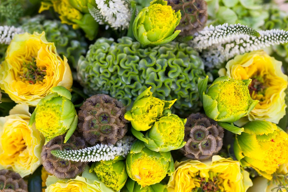 Yellow+Close+up.jpg