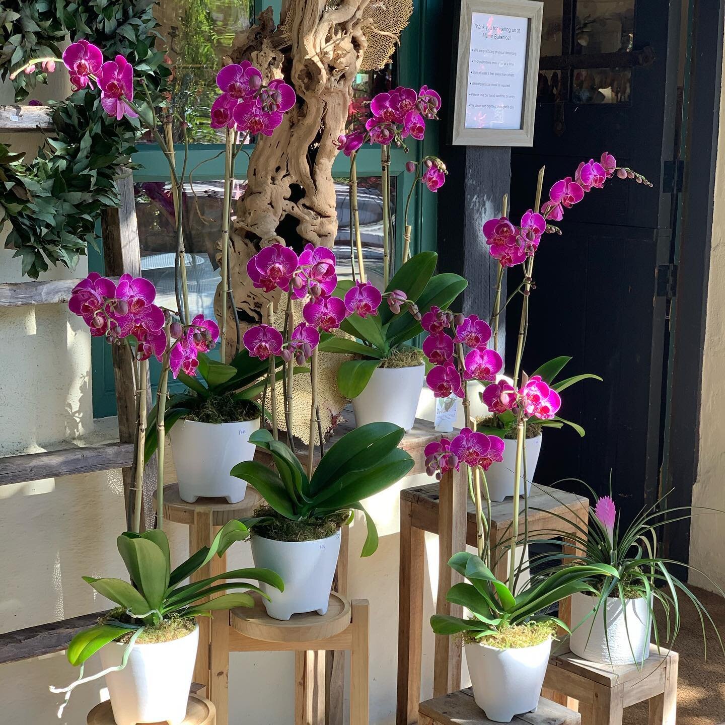 Last weeks orchid display was amazing - all sold out but more blooming orchids to come every week

#blooming orchid plants#menlobotanica#alliedarts#orchids#modernorchids#menlopark#paloalto#atherton