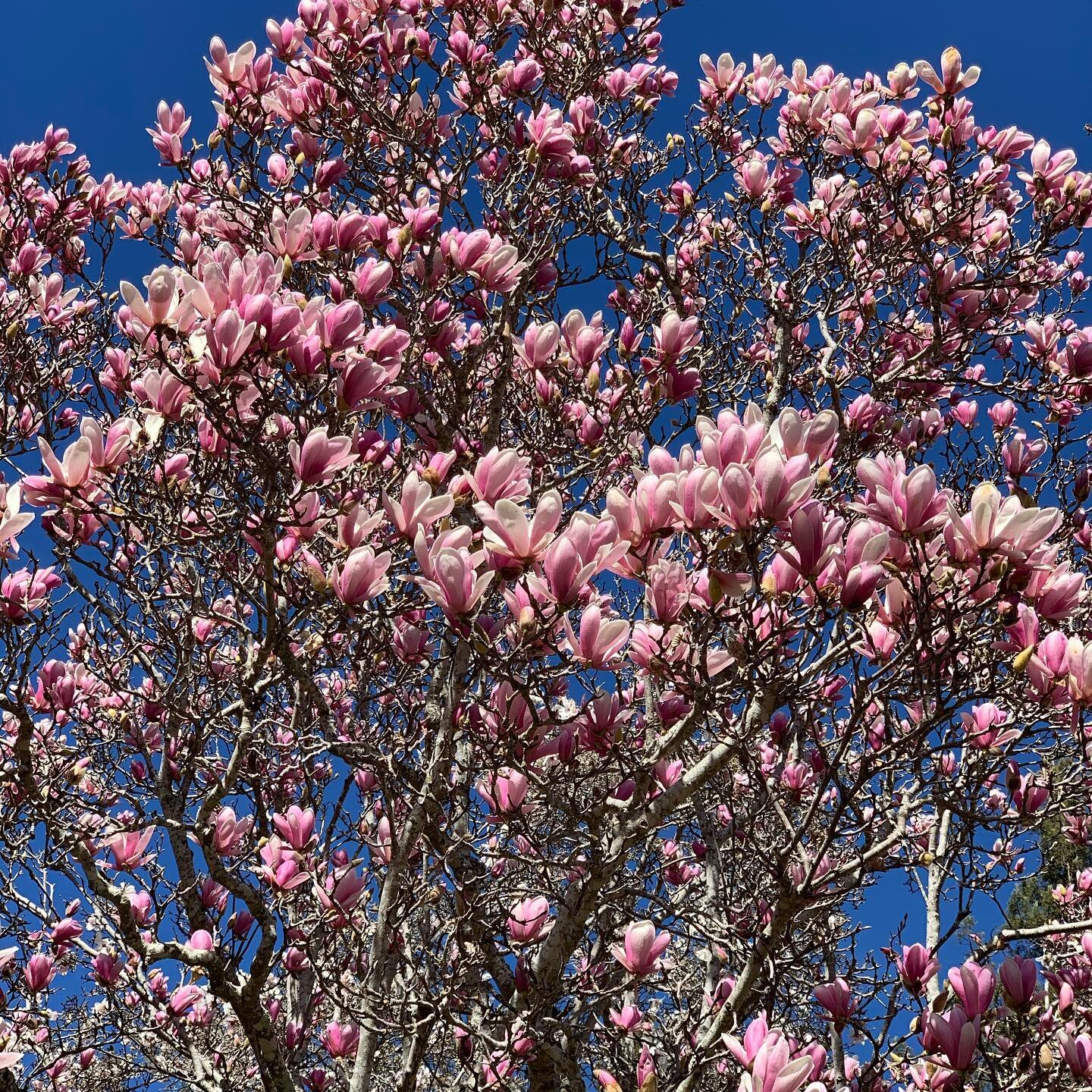 Wow - this Magnolia &ldquo;Tree Tulip&rdquo; right at our Allied Arts entry gate is blooming profusely - such an amazing emergence of Spring!

#alliedarts#menlobotanica#treetulip#springfloweringtree