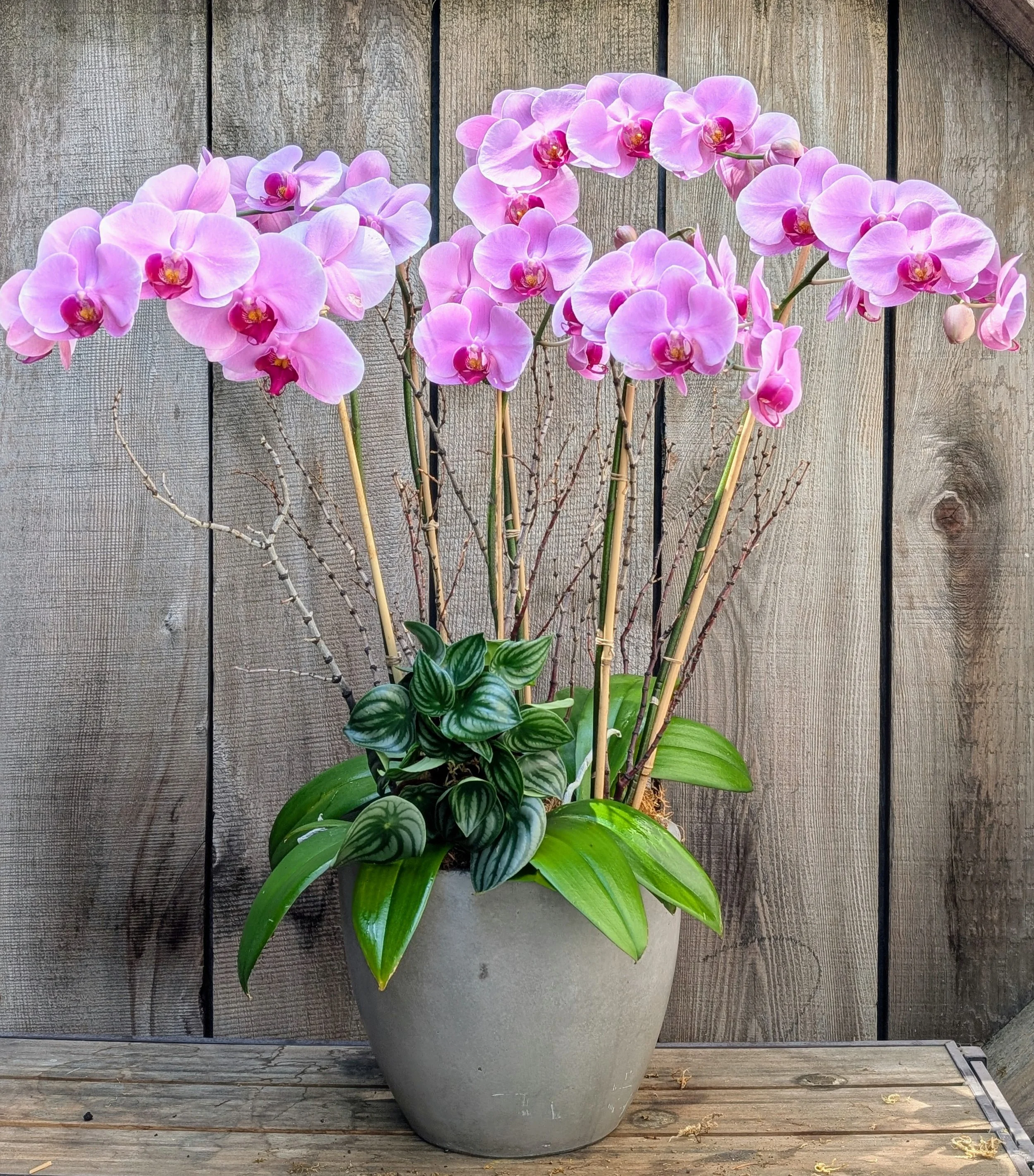 Blush Pink Phalaenopsis Orchid with Peperomia Accent
