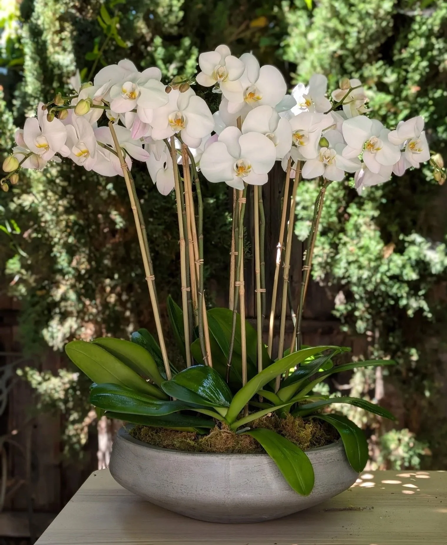 Elegant White Phalaenopsis Orchid Bowl