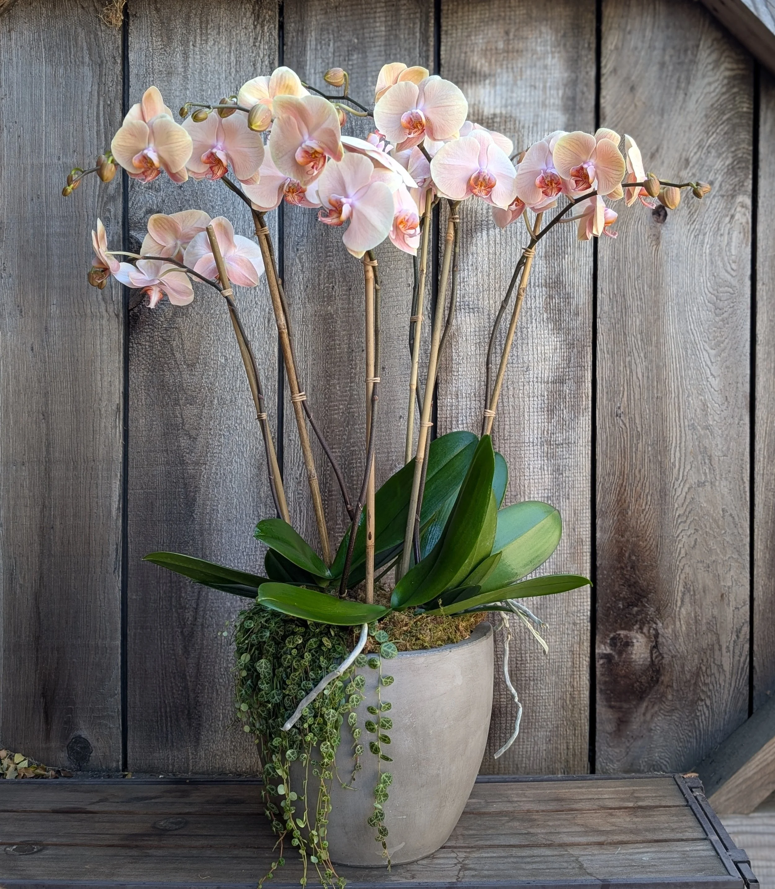 Soft Peach Phalaenopsis Orchid Arrangement