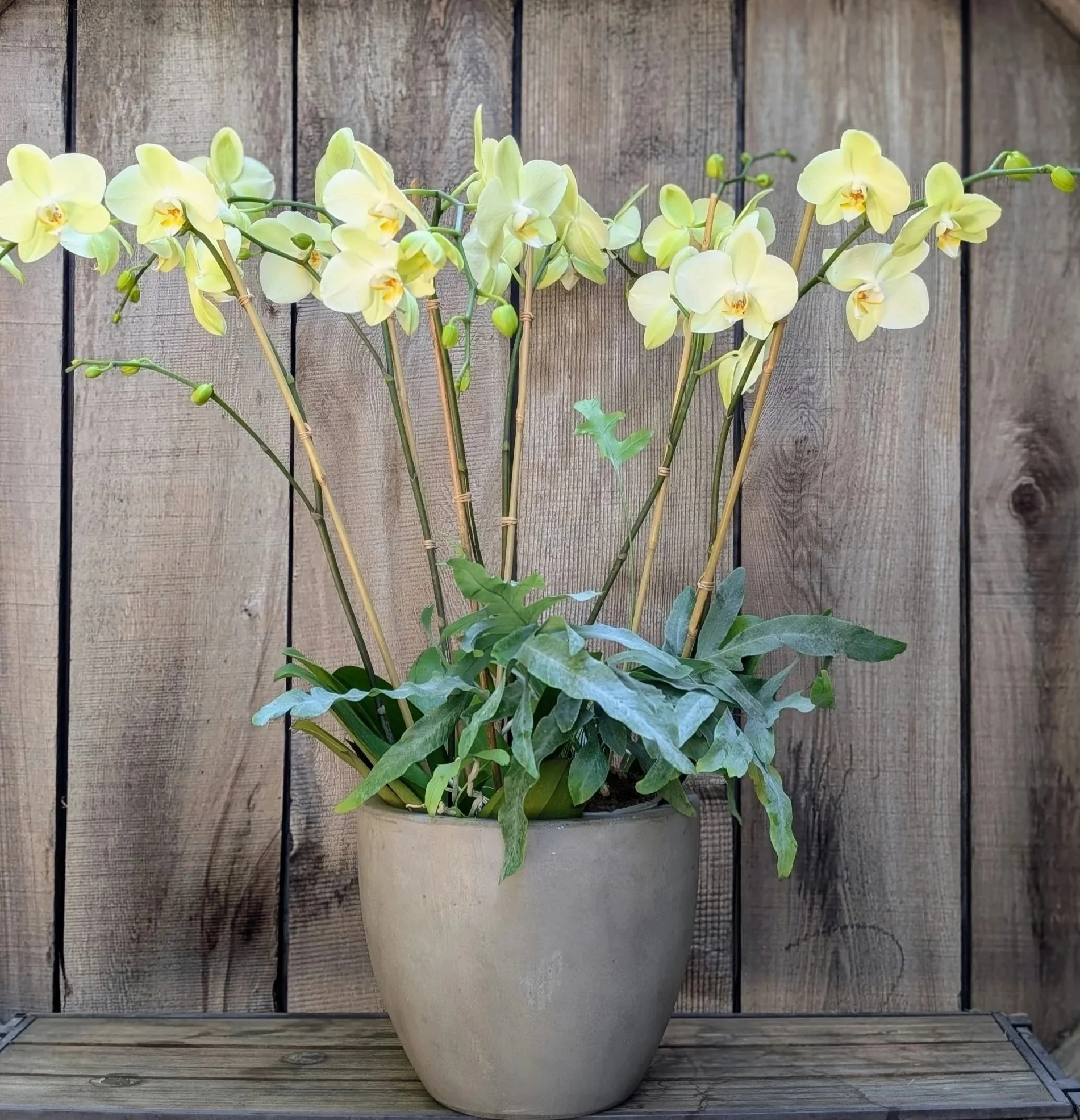 Soft Citrus Orchid Arragement