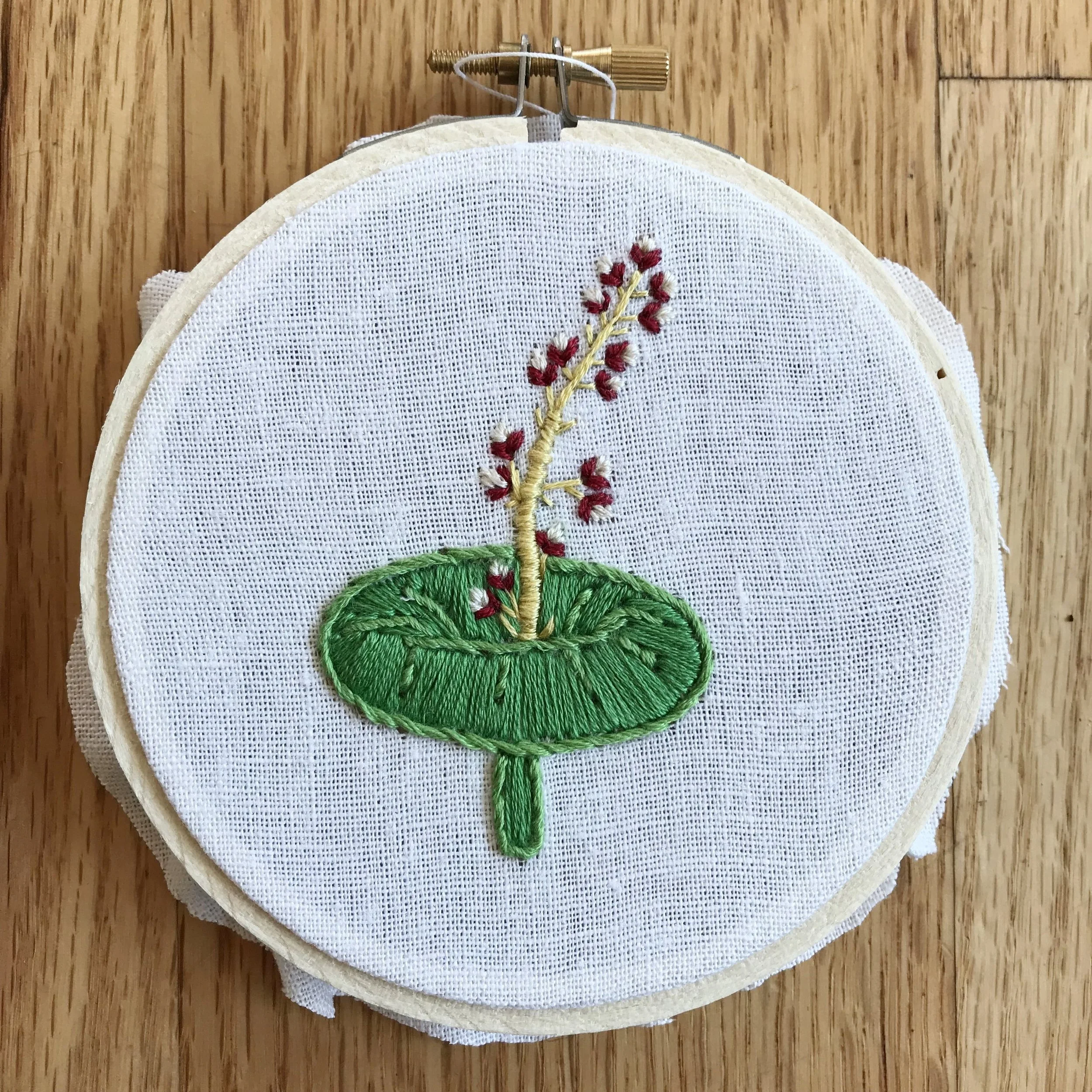 crassula_umbella.JPG