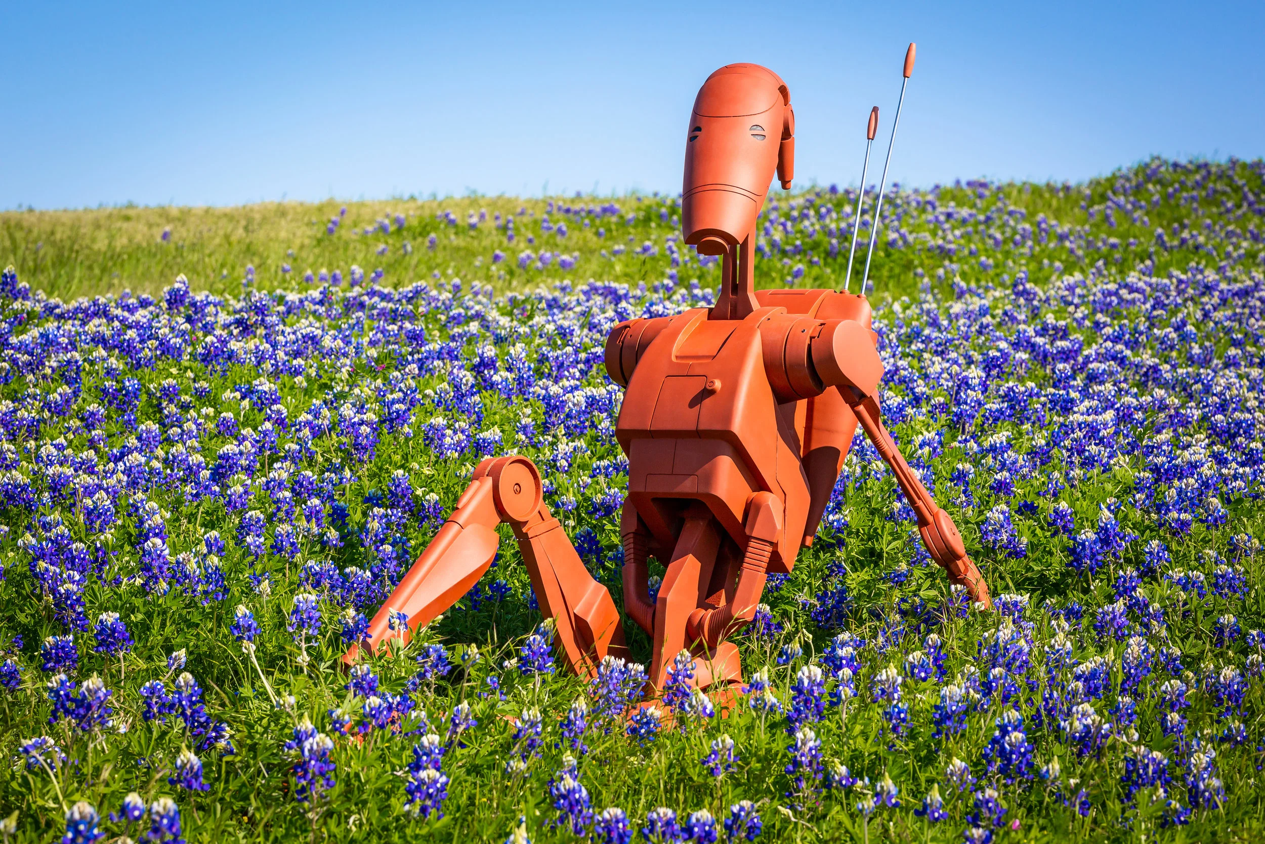 Roger basking in the Naboo sun surrounded by a field of bluebonnets.