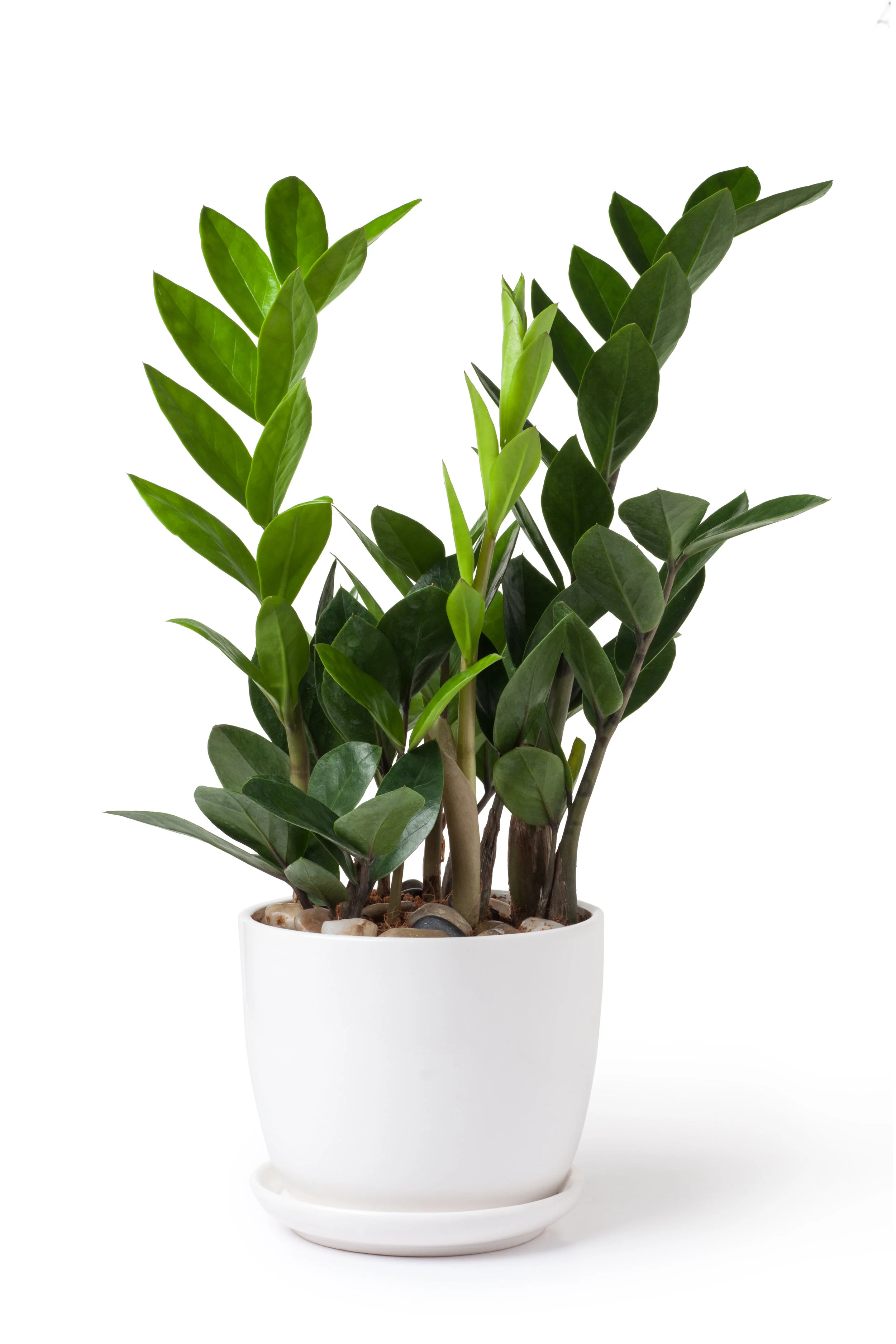 ZZ Plant