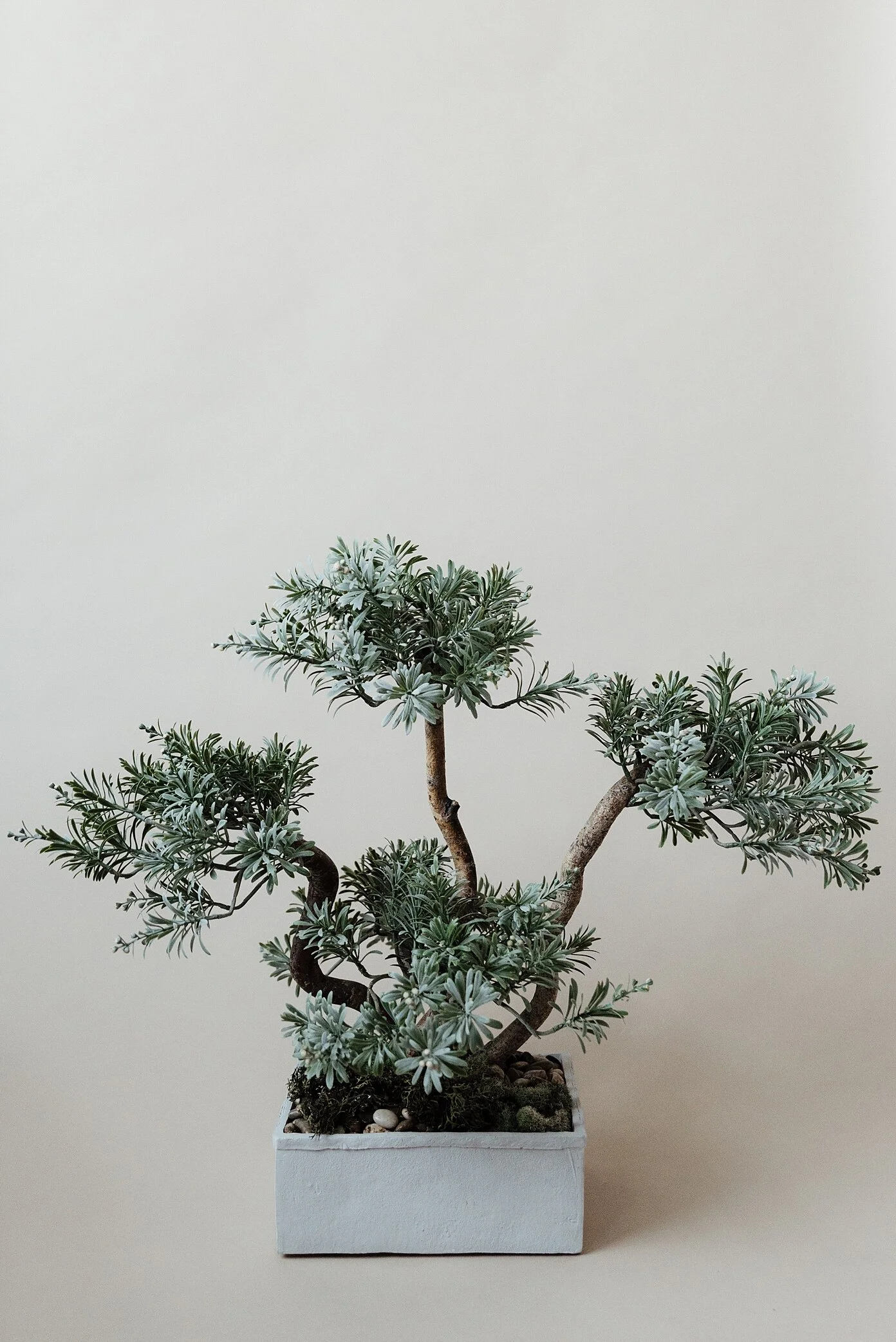 Jasmine Bonsai Plant