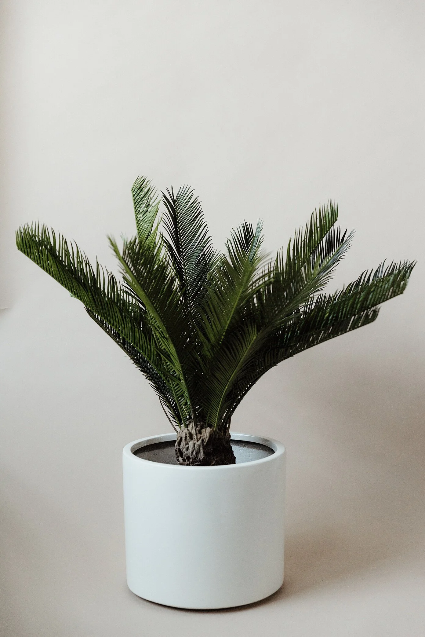 TreeBroker.November.Zandrabarrigaphoto-52.jpg