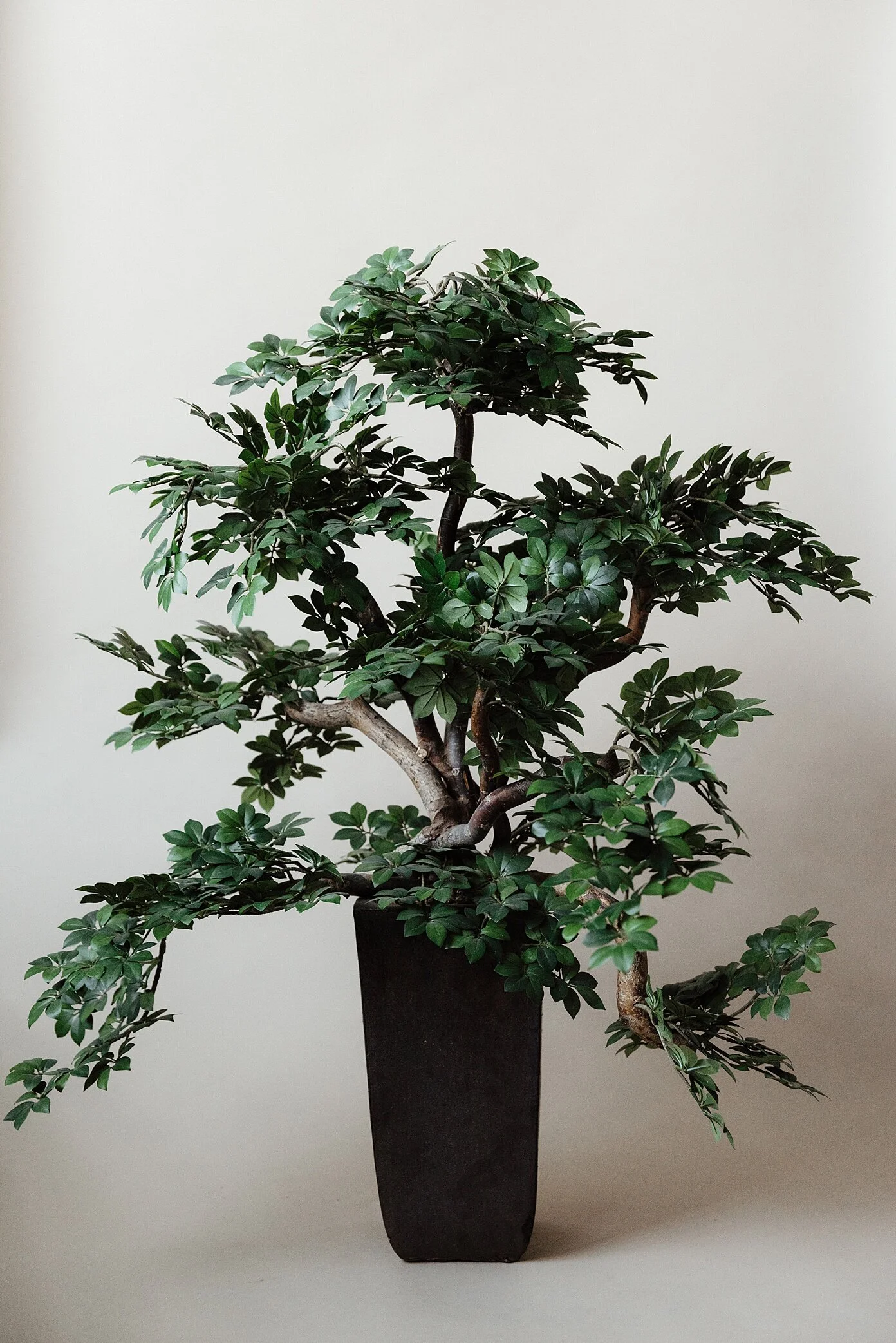 Ming Ficus Topiary