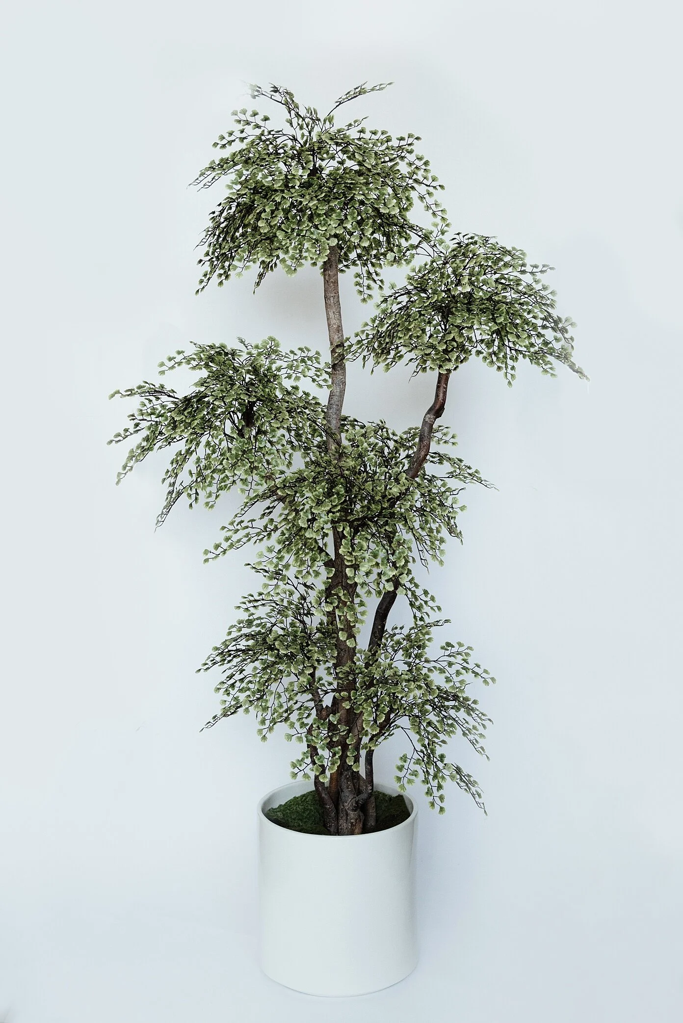 Maidenhair Tree