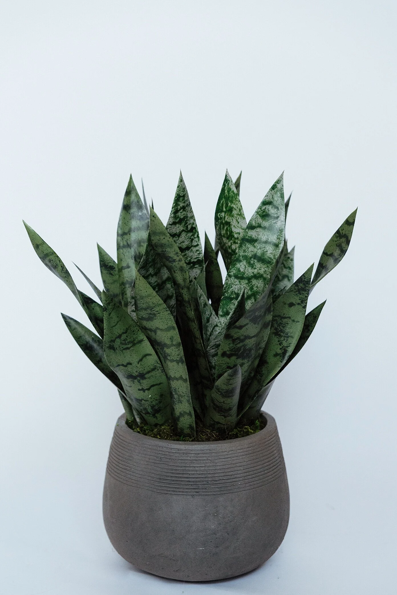 Snake Plant