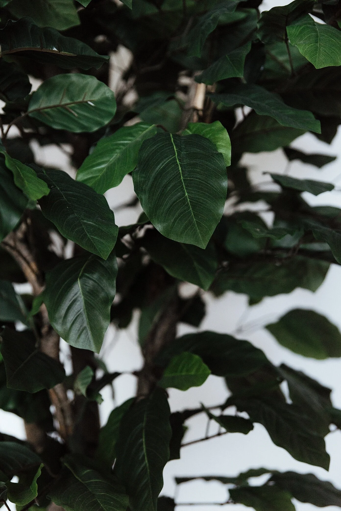 Treebroker.November.Zandrabarrigaphoto-101.jpg