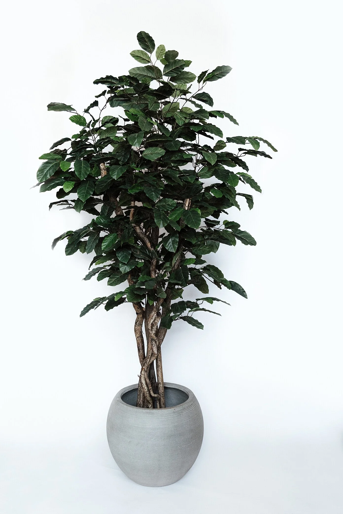 Banyan Tree