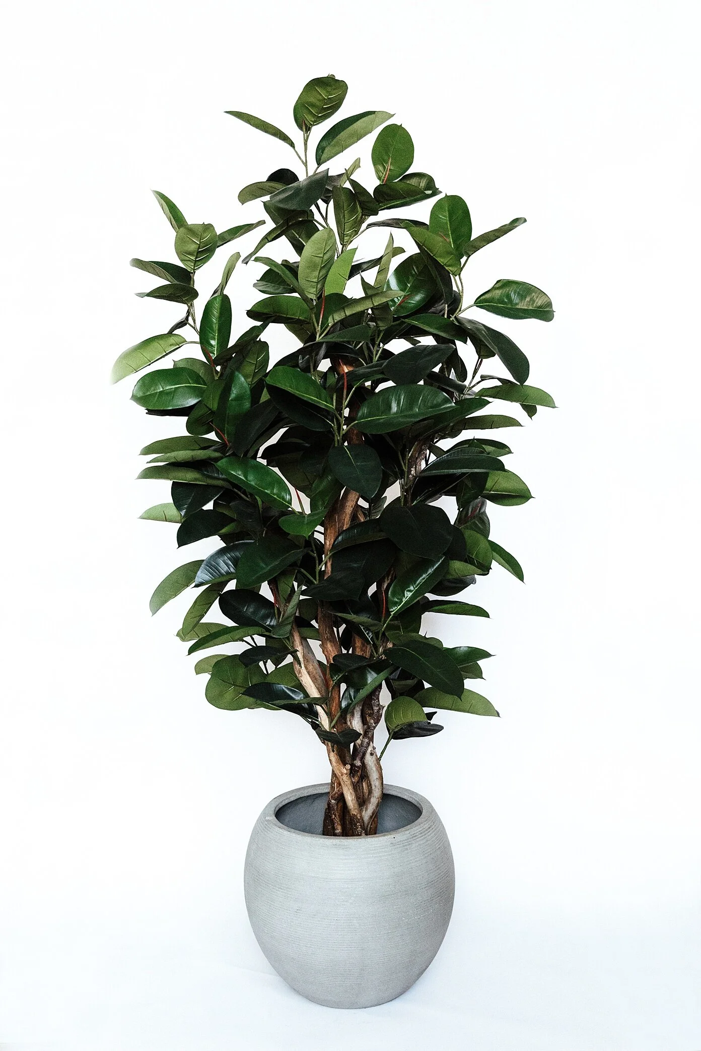 Rubber Tree
