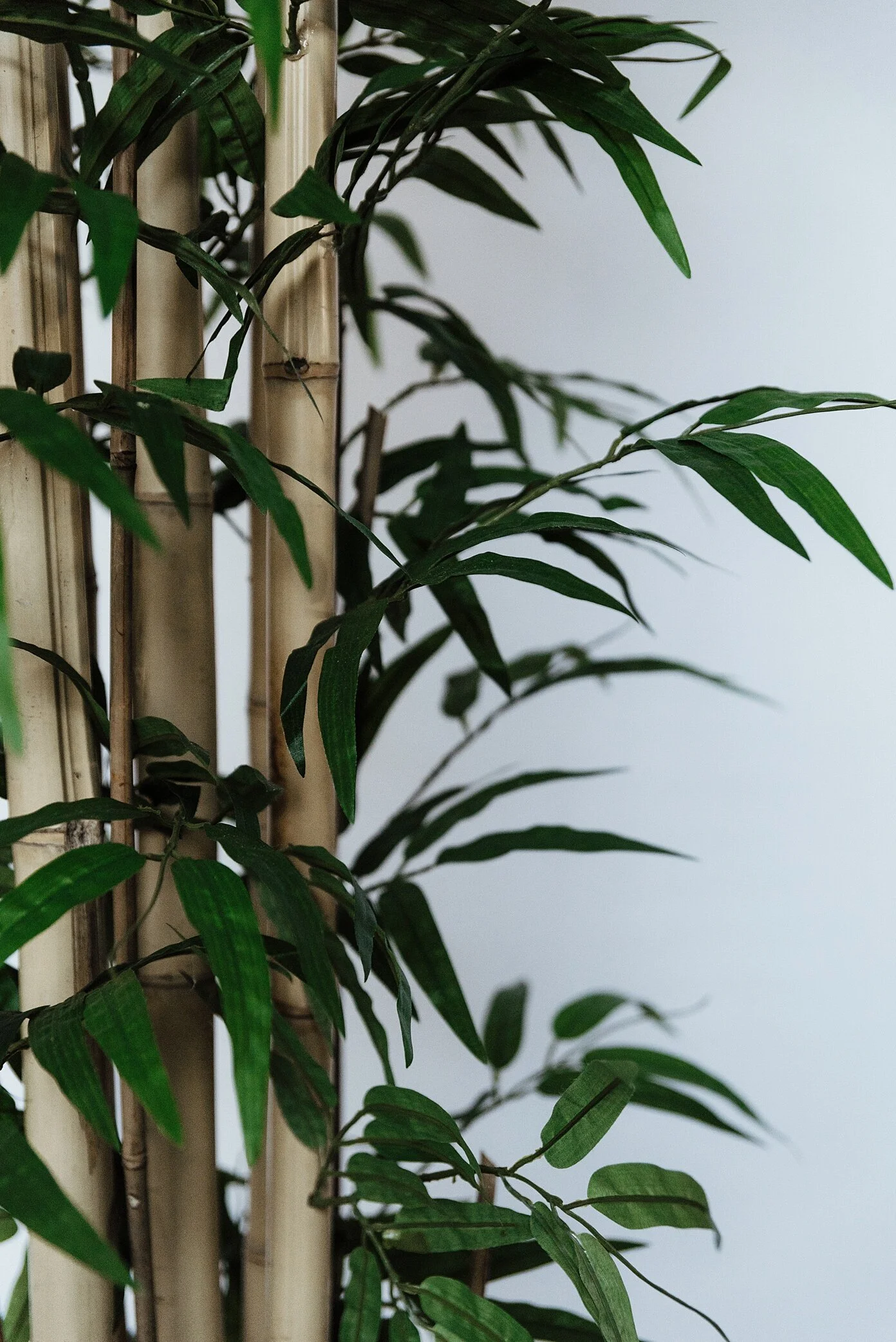 Treebroker.November.Zandrabarrigaphoto-121.jpg