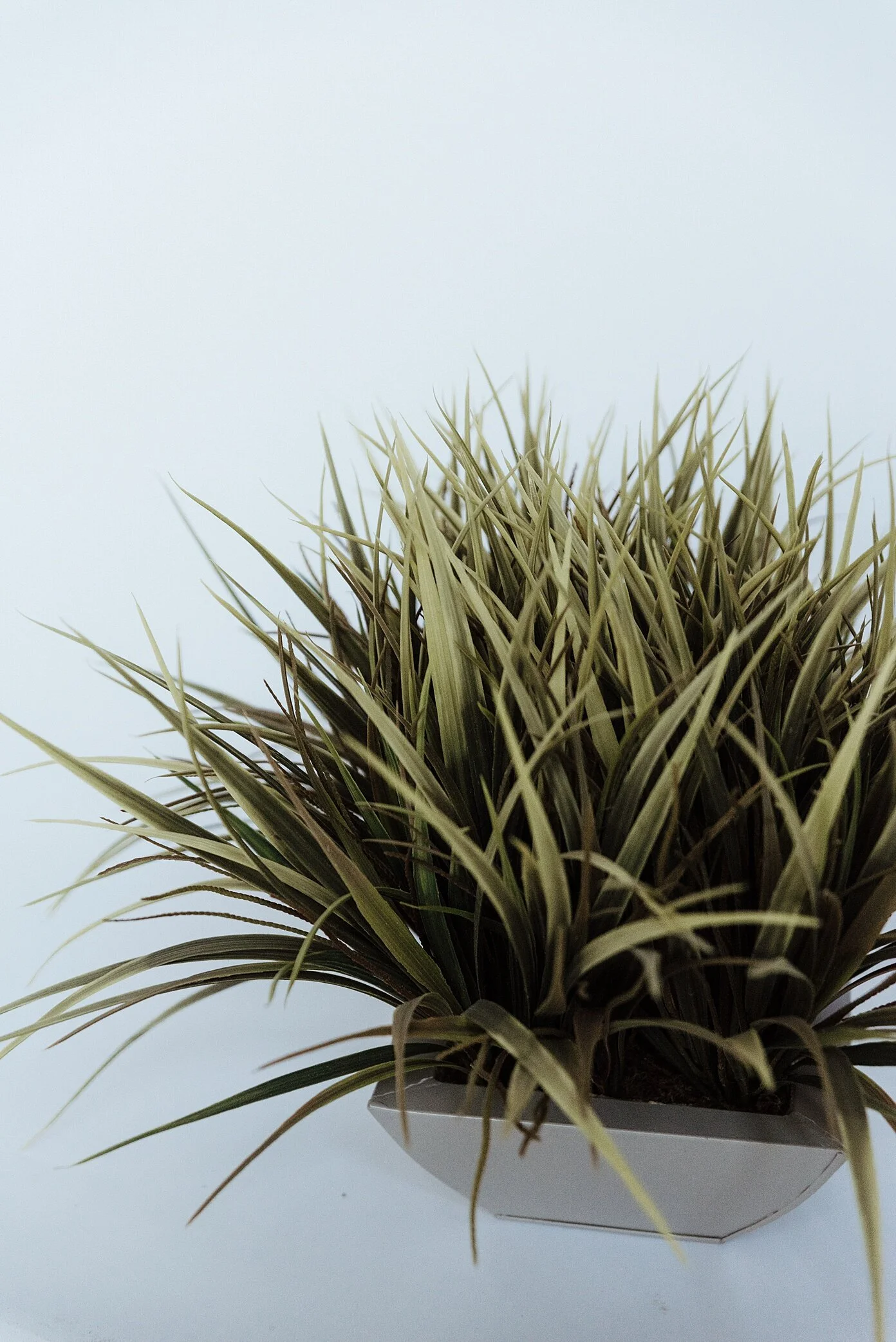Treebroker.November.Zandrabarrigaphoto-78.jpg