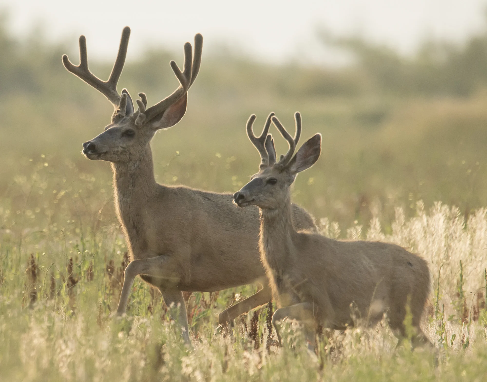 Image 2 - Mule Deer (Credit- Steven Earley).jpg
