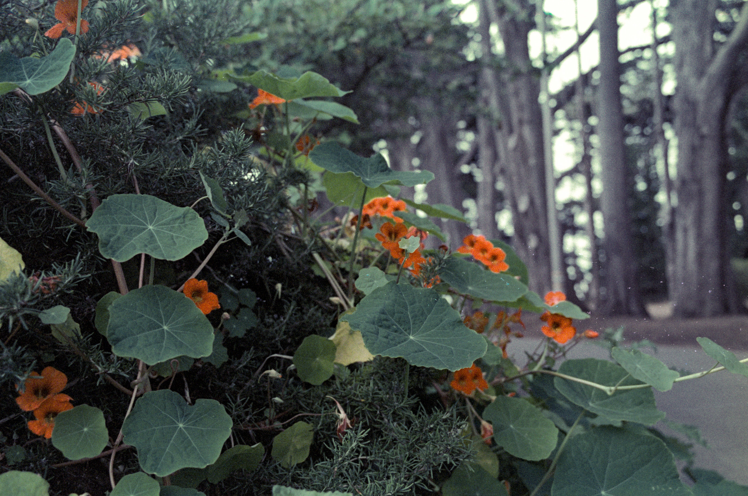 Leica M6 TTL, Zeiss Biogon 35mm f/2 ZM lens, Fuji Reala 500D film @ ISO 500, C41+1.R500D developed