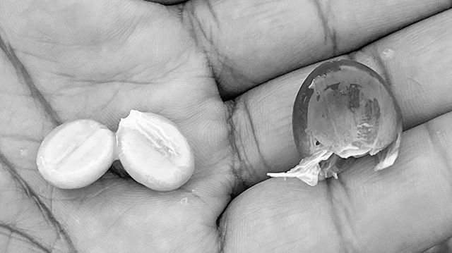 One of the attractions on Kona is the coffee farms. I had the chance to stop by one and got a personal tour. It was interesting to see and taste the cherries that coffee beans come from.
#Kona #Hawaii #coffee #coffeebeans #blackandwhite #monochrome #