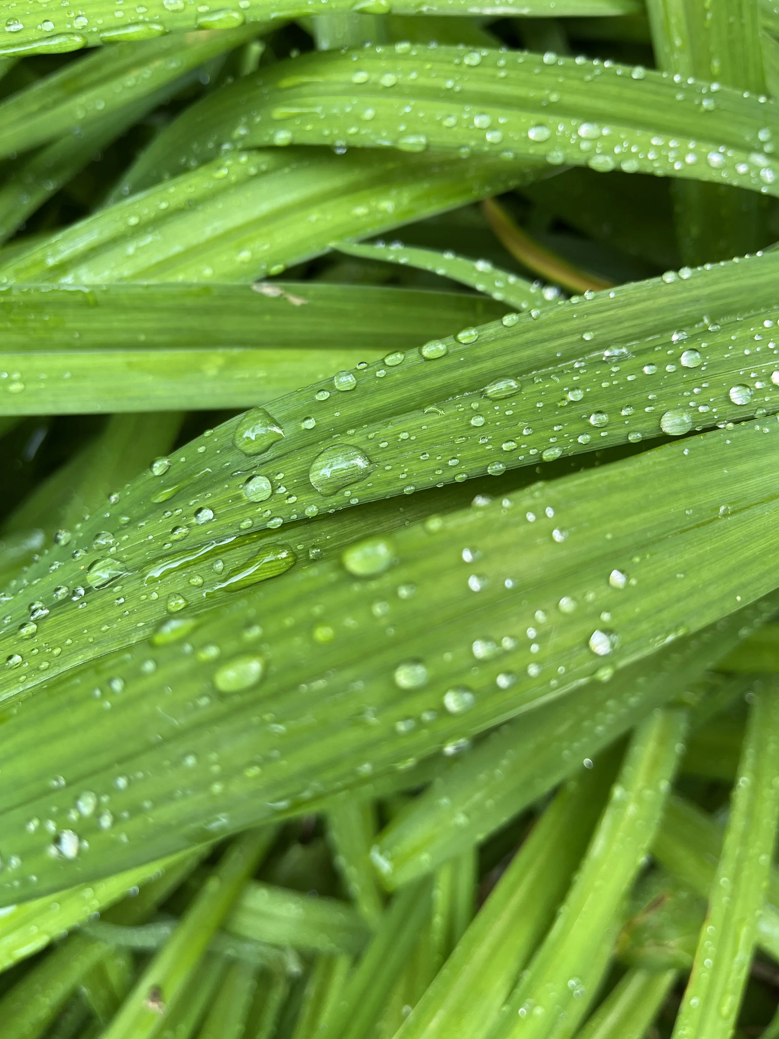 plant.jpg