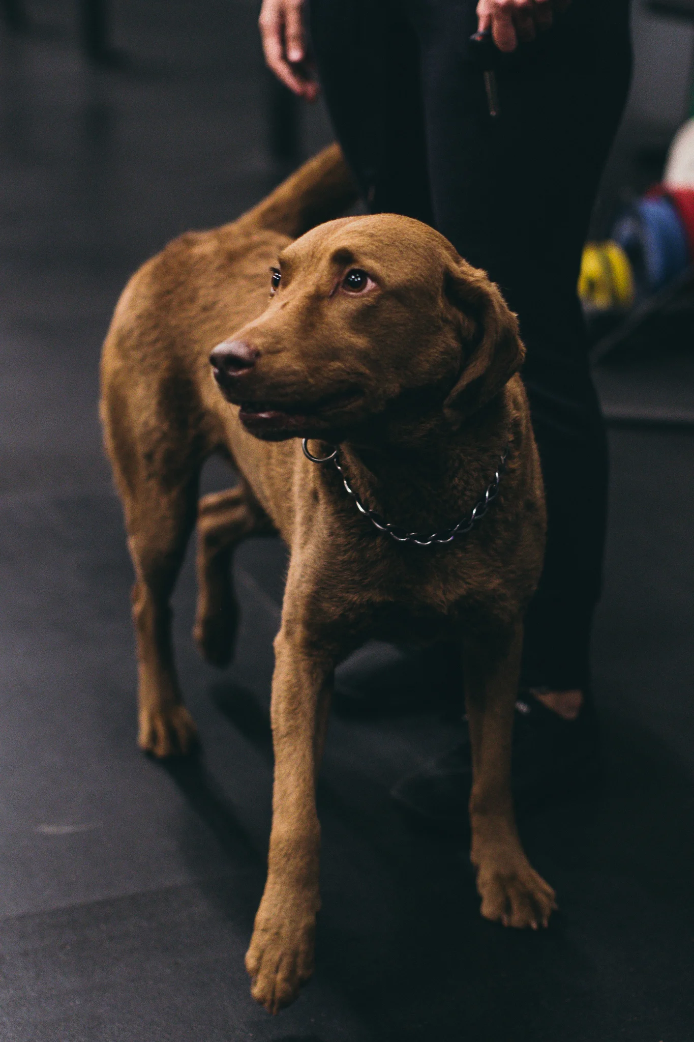 Luna - Gym Dog No gym is complete without the iconic gym dog, and we would be remiss if we did not mention ours. An introvert at heart, it takes a minute to earn Luna’s love, but once the feat is achieved, she will be forever loyal.