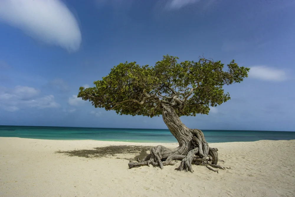 Aruba 2025 — Travel Array