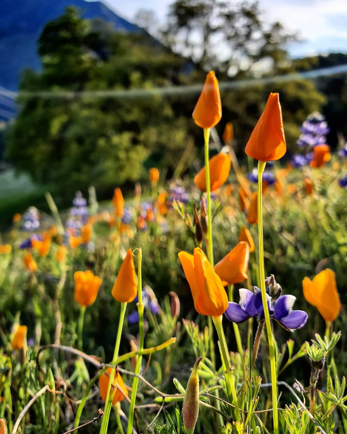 Yosemite Community