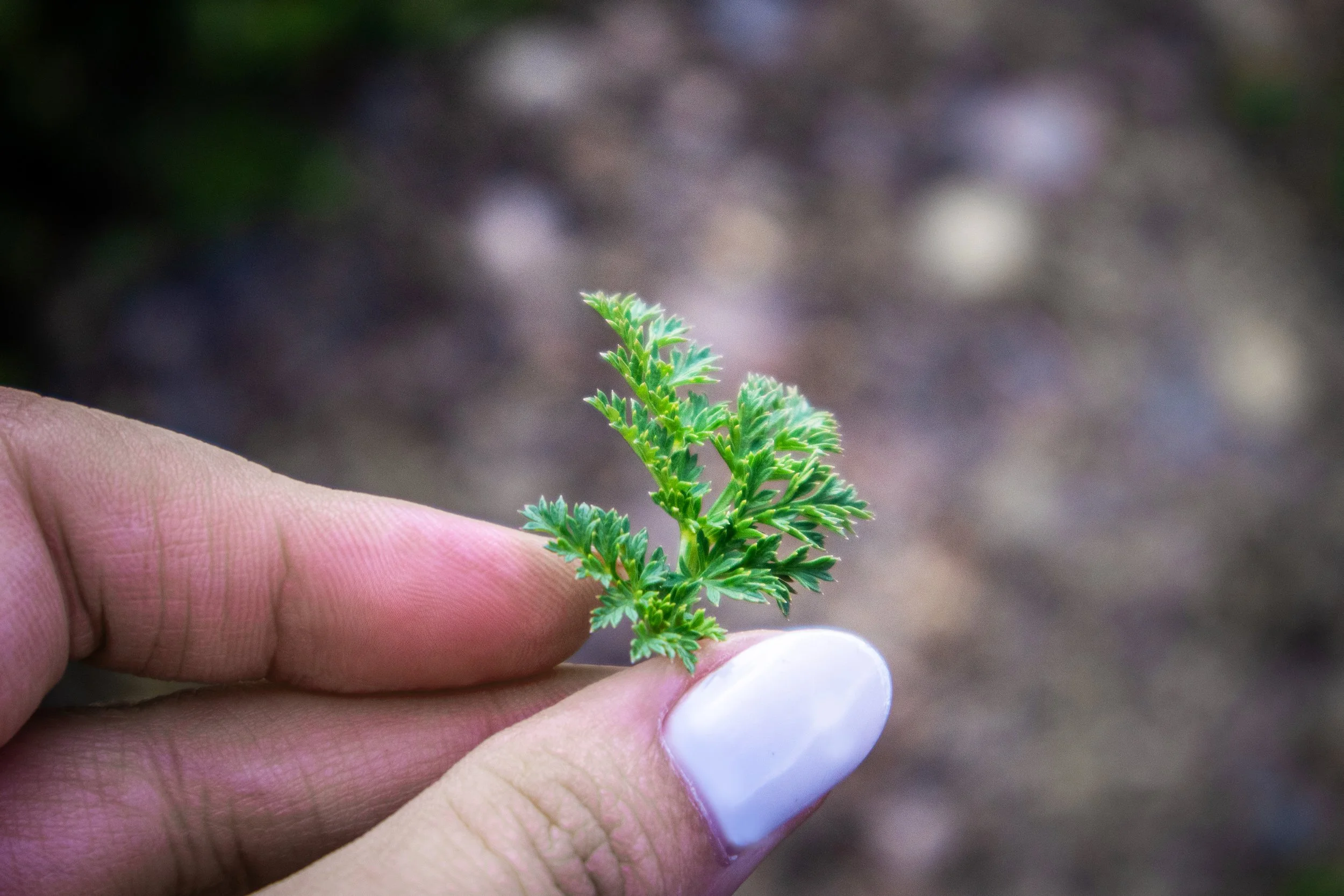 Close Up Plant.jpg