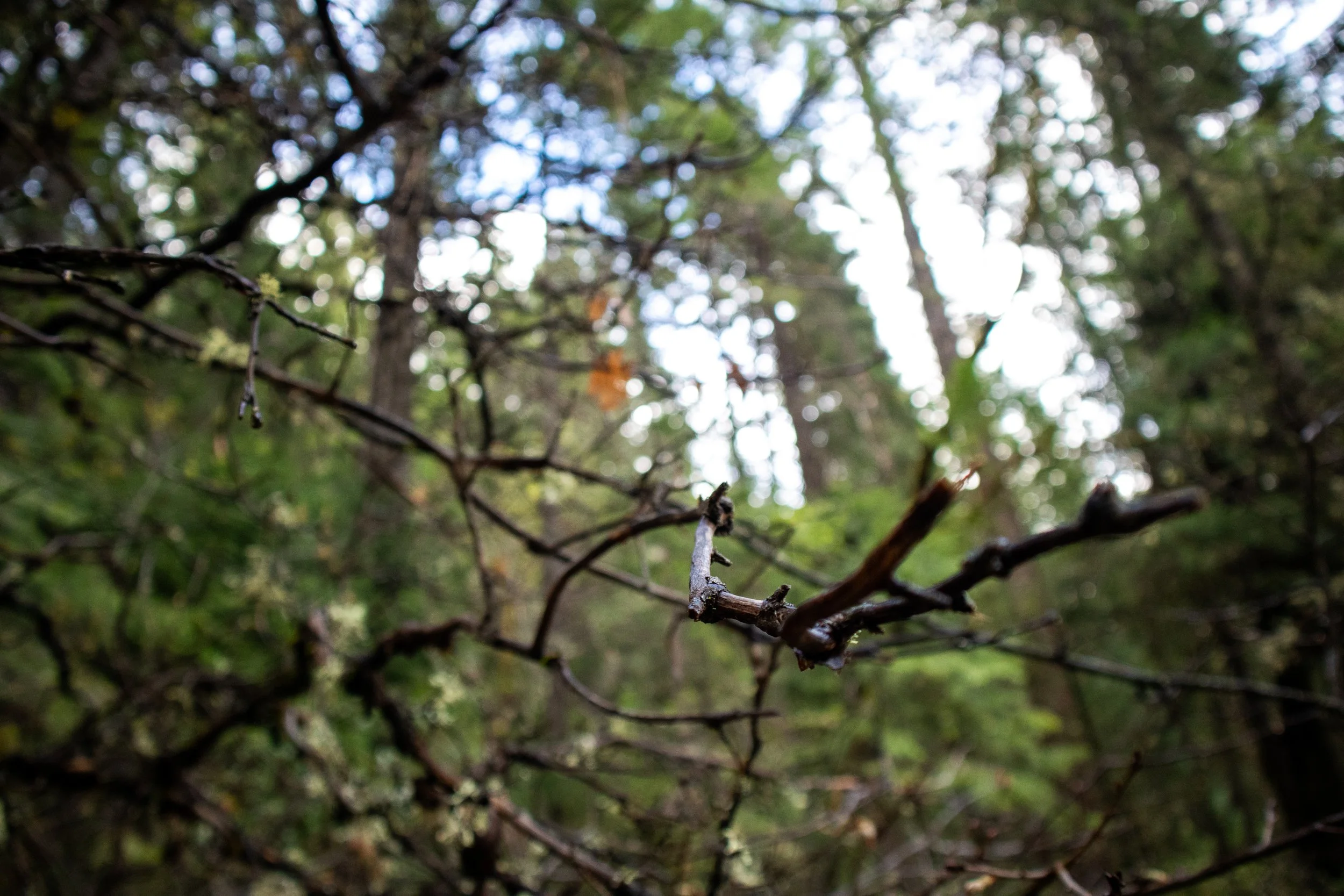 trees.jpg