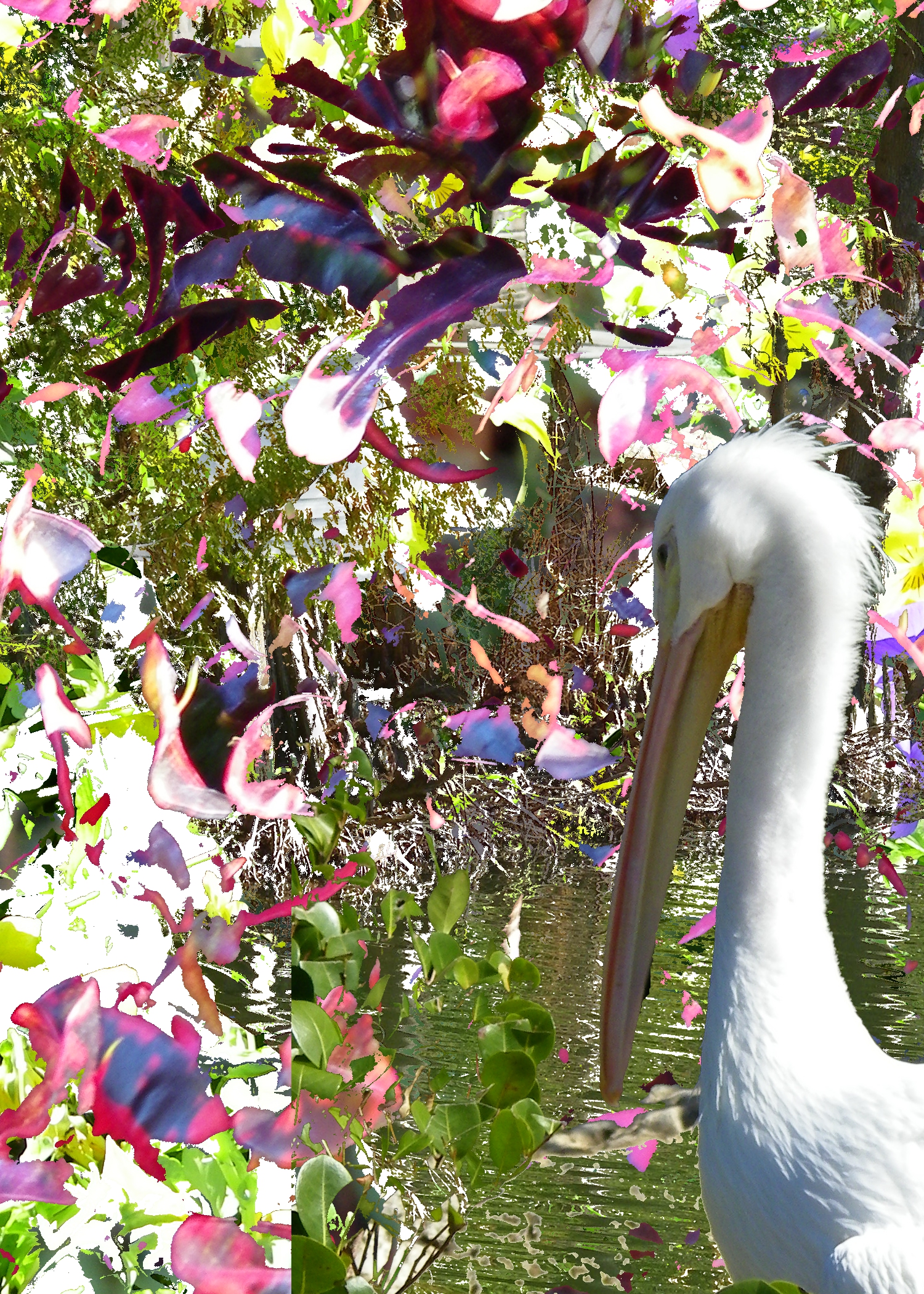 birddy 4.jpg