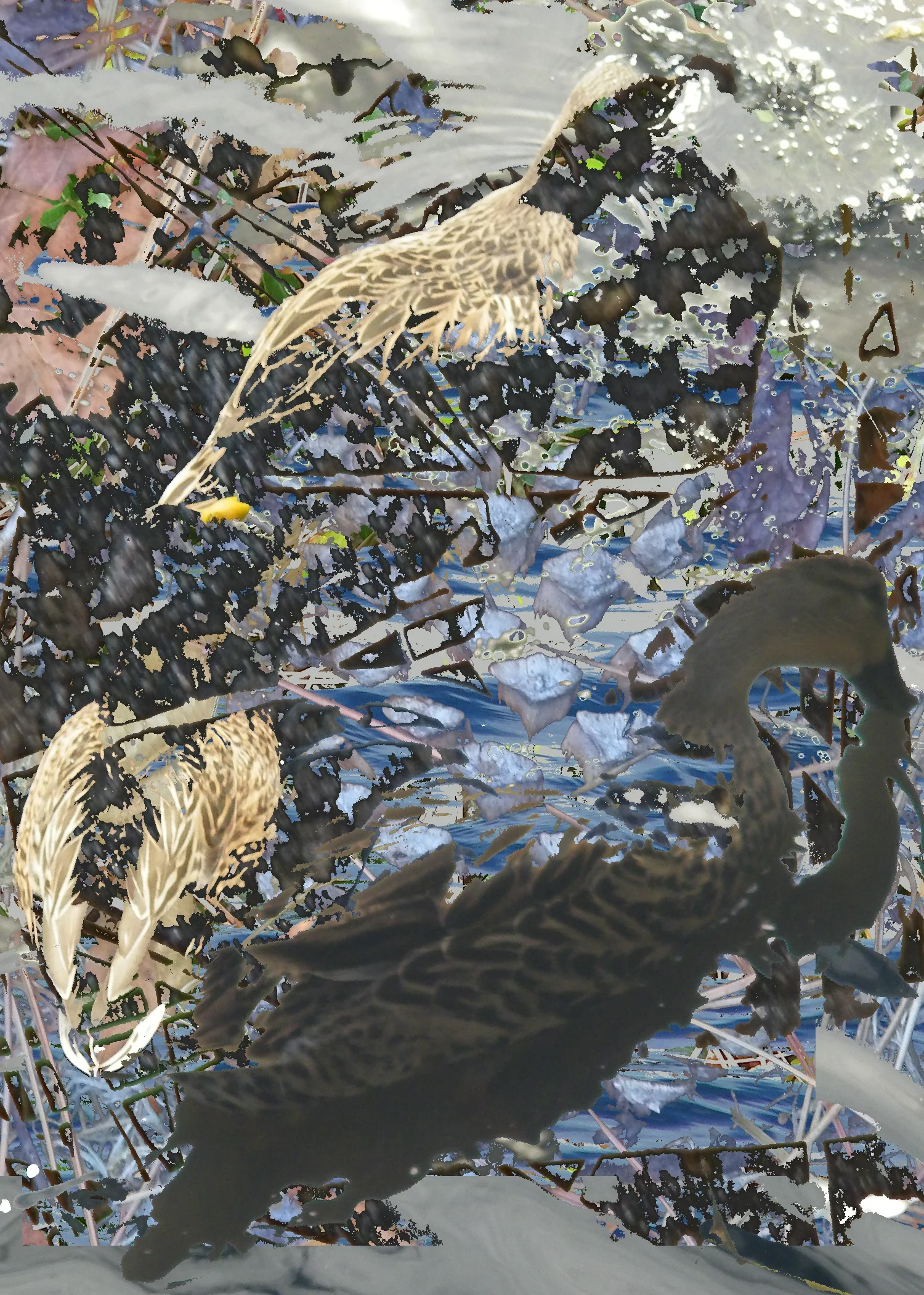 duck 2.jpg