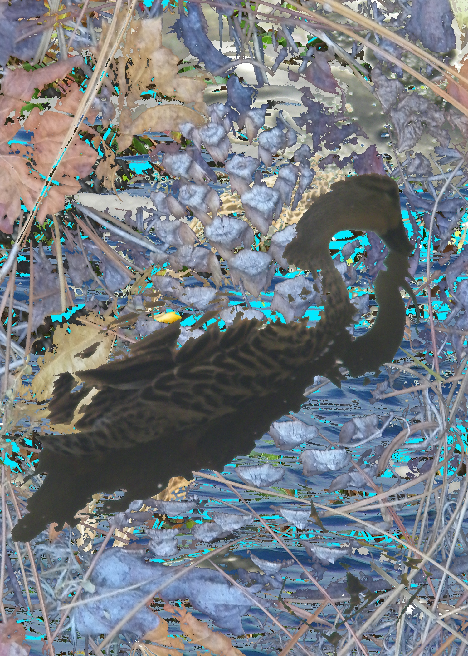 duck.jpg