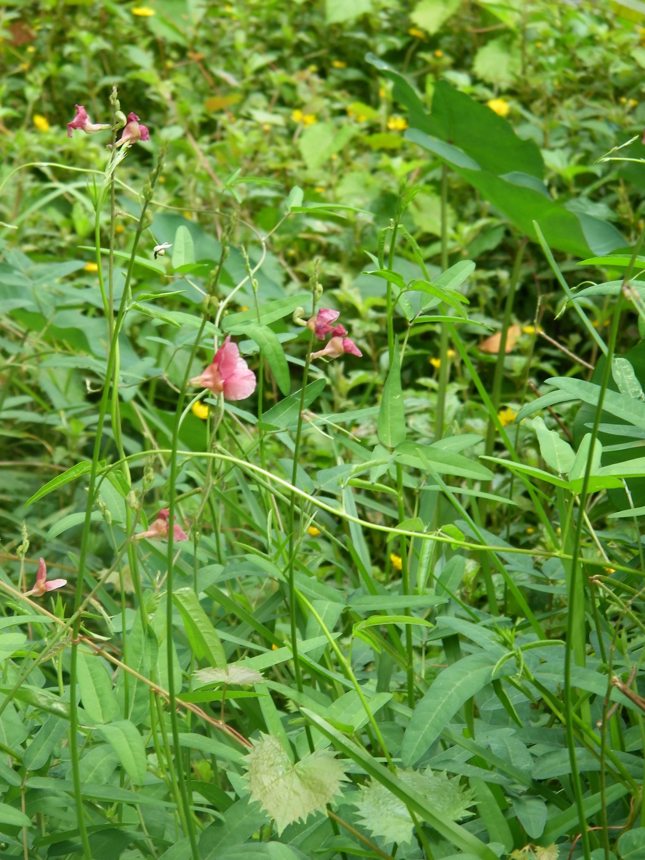 100_0079.JPG